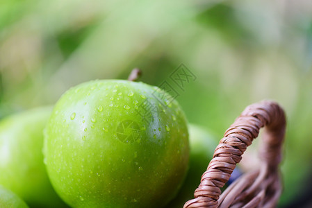 新鲜绿色苹果菜园中篮子的收获苹果图片
