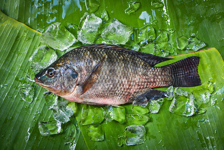 提拉皮亚鱼淡水供斯餐馆新鲜的原生罗非鱼食用香蕉叶上含冰图片