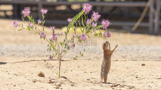 沙漠草原狗在墨西哥的热天来觅食图片