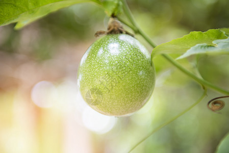 夏天新鲜绿色激情水果挂在花园的藤树上图片