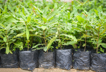 Macadamia坚果农场业植物苗圃黑塑料袋中的麦卡达米亚树图片