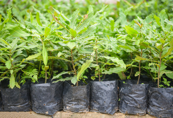 Macadamia坚果农场业植物苗圃黑塑料袋中的麦卡达米亚树图片