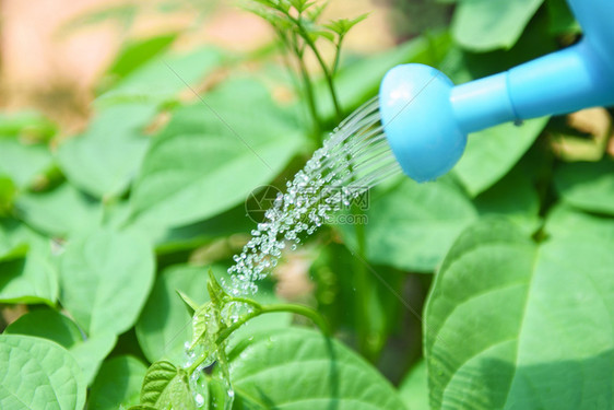 花园艺工具概念图片