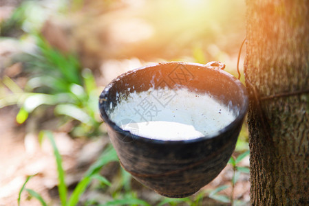 从Asia橡胶树种植农业中提取的保碗橡胶乳用于天然图片