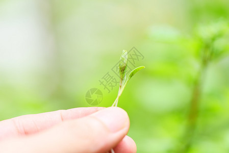 手中绿色背景农业小植物种苗以便在花园的土壤上种植图片