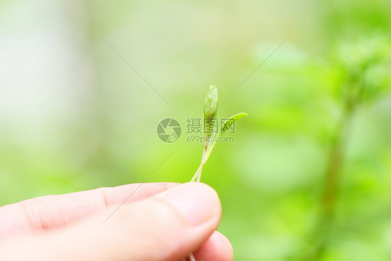 手中绿色背景农业小植物种苗以便在花园的土壤上种植图片