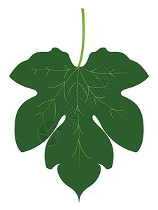 整个西瓜fig叶子插图白色背景的矢量插画