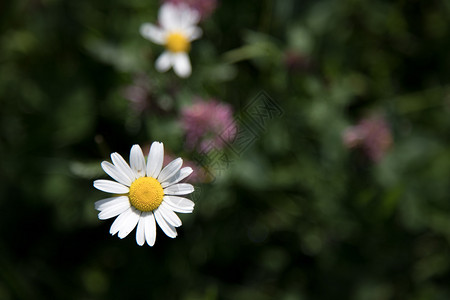 春花鲜朵多彩的夏季野花草地图片