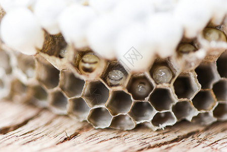 黄蜂巢或木本底有幼虫关闭野生昆虫背景图片