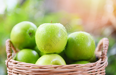 绿色苹果在篮子中收获新鲜苹果在花园中采集水果图片