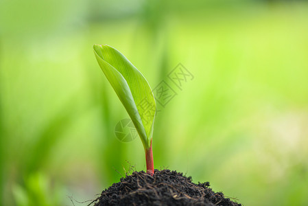 中绿色背景农业新植物播种在花园土壤上背景图片
