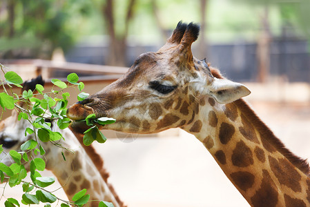 长颈鹿头Giraffe吃树叶关闭公园的非洲长颈鹿背景