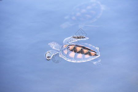 绿海龟养殖场和在水池鹰标海龟中游泳图片