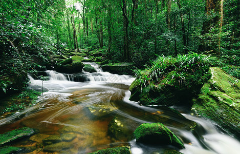 林雨晨野热带森山河流瀑布绿林景观树图片