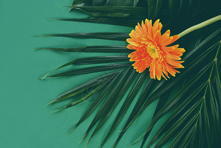 新鲜棕榈叶上的奥列昂花绿背景的热带植物图片