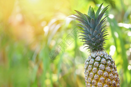 自然背景上的新鲜菠萝关闭热带水果夏季图片
