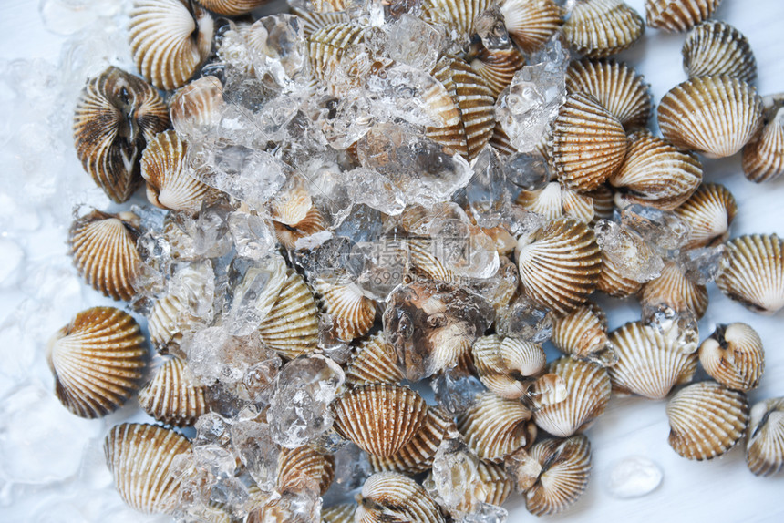 海鲜贝类血海冰背景餐厅的海洋美食图片