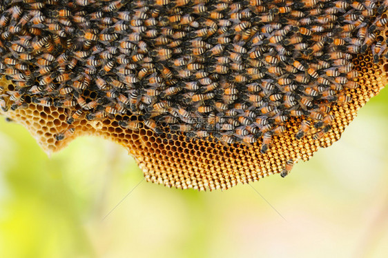 蜂蜜在树上梳养上图片