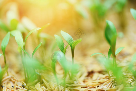 以中绿色和清晨光照亮在花园土壤上种植的农业新物播种背景图片