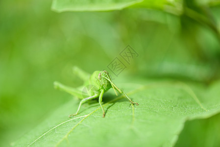 绿色草原叶子上的蝗虫特写图片