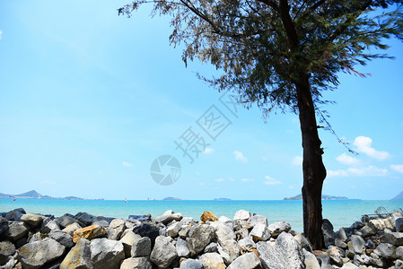 夏季蓝天空和岛屿背景的热带海滩有松树和岩石图片