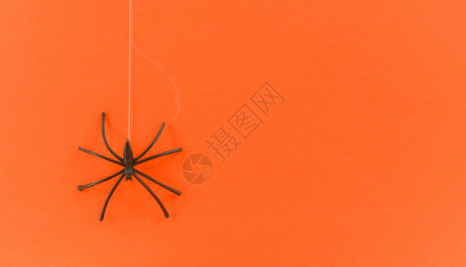 蜘蛛网和橙装饰上黑蜘蛛的万圣节背景为派对配件物概念欢庆节日图片