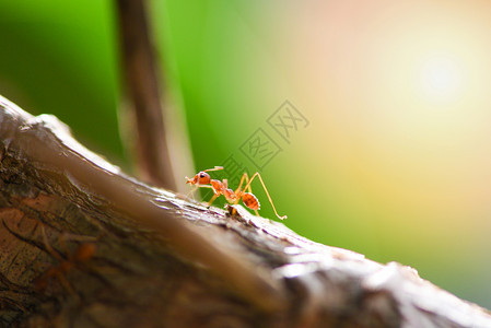 早上站在树枝的蚂蚁动作关闭火焰蚂蚁步行的巨型射杀昆虫在自然界红蚂蚁中是很小的选择焦点和自由空间图片