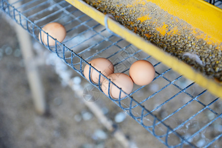鸡养业有机农中的新鲜鸡蛋图片