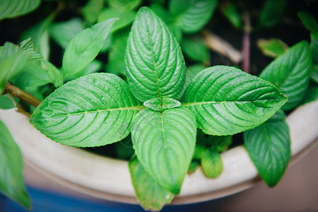 植物园种用于草药和食物的薄叶图片