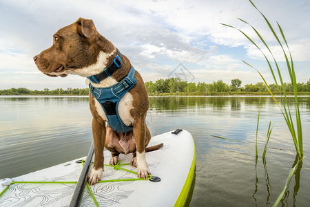 在充气式摊板上架起桨的公牛粪坑狗配有绿的夏日风景旅行和度假概念图片