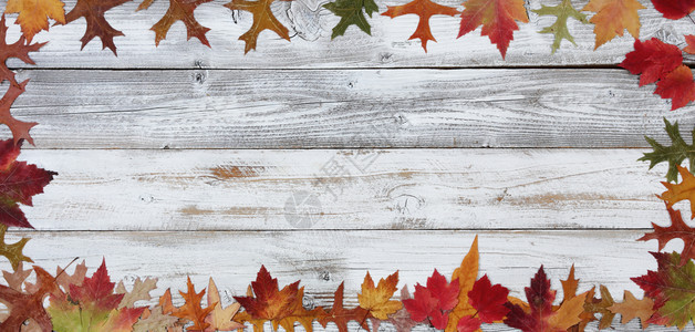 感恩节或万圣用白生木在矩形边界的叶子制成秋天装饰品图片