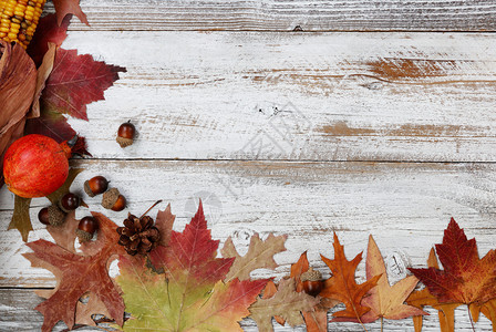 在感恩节或万圣时由白锈木左边界的叶子橡树玉米和松果子组成的秋天装饰品图片