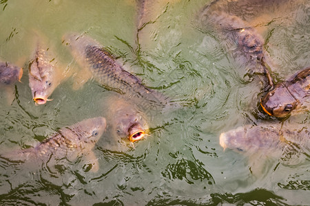 在一个池塘里满是鱼水位寻找食物图片