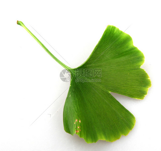 GinkgoBilobaLeaf对抗白色背景的Ginkgo图片