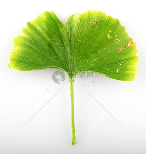 GinkgoBilobaLeaf对抗白色背景的Ginkgo图片