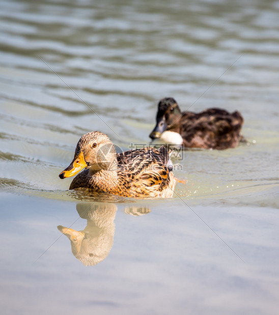 好奇的鸭子在河里游泳水的反射