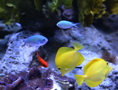 斑马浮礁水族馆珊瑚礁鱼类中的黄唐图片