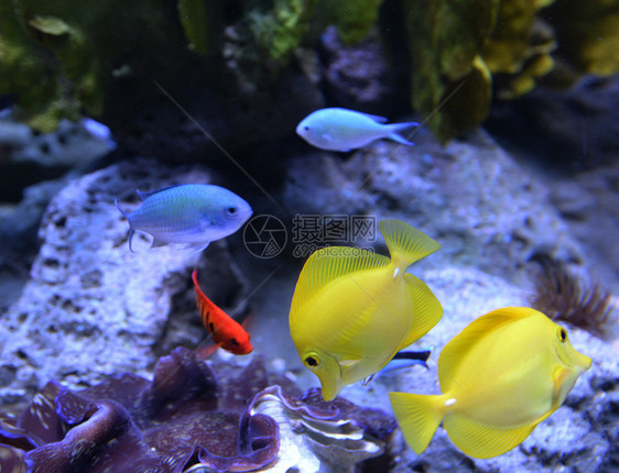 斑马浮礁水族馆珊瑚礁鱼类中的黄唐图片