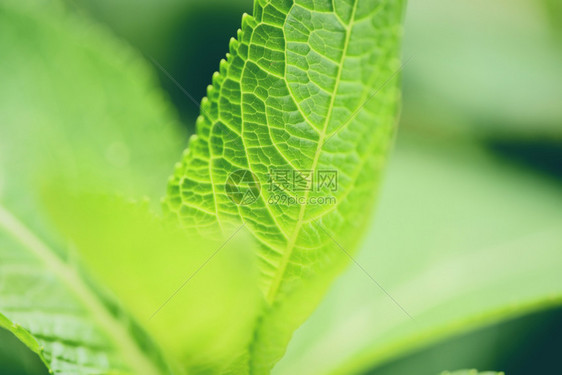 花园里紧的自然绿色树叶早上时温柔的焦点和模糊树叶背景图片