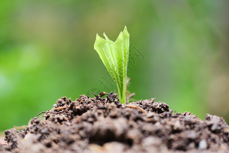 中绿色背景农业新植物播种在花园土壤上图片