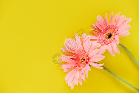 Gerbera粉红色花朵夏黄色的朵盛开图片