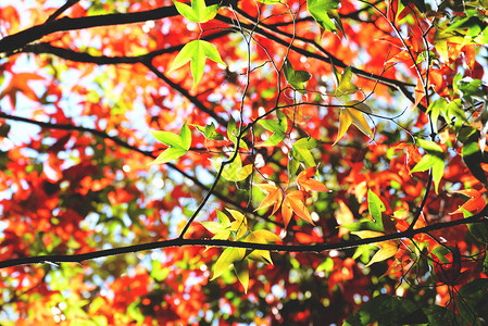 林绿红树叶色彩变化风景自然图片