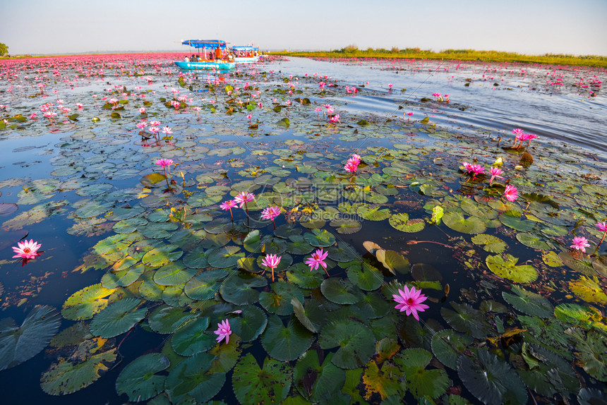 红粉水百合或莲花田地表湖河流景观大自然清晨图片