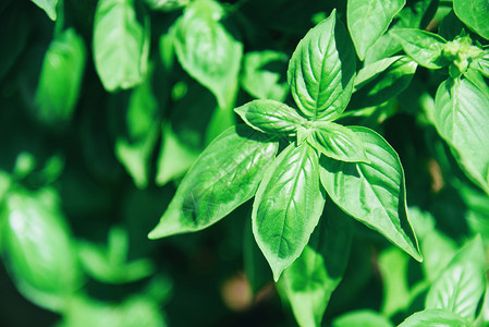 在蔬菜园植树种新鲜的甜菜种草药中植的绿色叶物图片