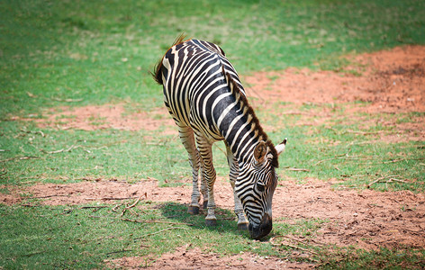Zebra非洲平原在公园的草原上放牧图片