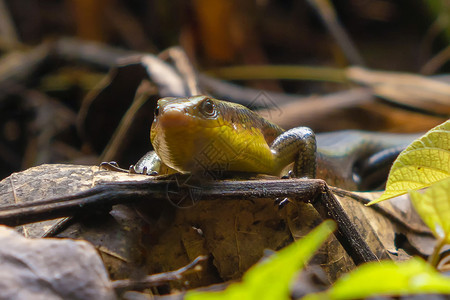 东印度棕色马布亚附近的金皮蜥蜴在植物上被隔离在泰国Kanchanaburi热带森林中是一只动物图片