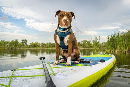 一只可充气的公牛大便狗站在桨板上夏日风景配有绿旅行和假期配有你的宠物概念图片