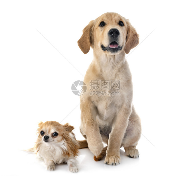 白色背景面前的小狗金色猎人和吉华图片