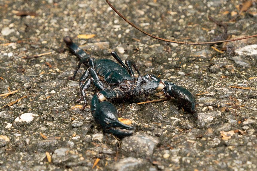 公园花户外的黑蝎子夏季热带森林泰国kanchanaburi区一只昆虫