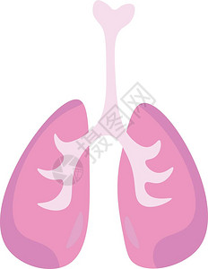 构成呼吸系统主要部分的内器官称为肺矢量彩色图画或插图片